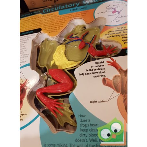 Aimee Bakken: Uncover a Frog  (3D)