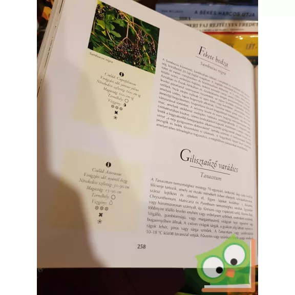 Annette Timmermann: Az 500 legszebb kerti növény