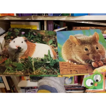 Első képeskönyvem - Az állatok