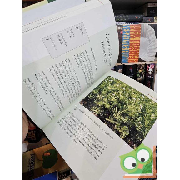 Andrea Rausch - Brigitte Lotz: Kis zöldfűszerlexikon