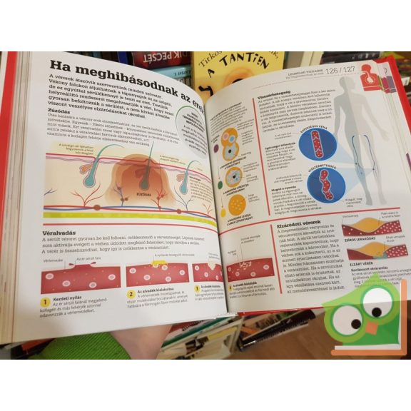 Mindent az emberi testről - Izgalmasan és látványosan