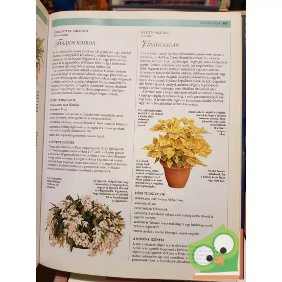 Reader Digest's Az otthon diszei - Útmutató a szobanövények kiválasztásához és ápolásához