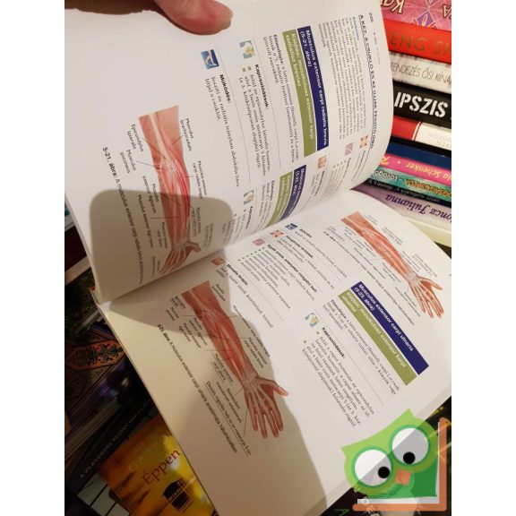 David M. Pounds - James H. Clary: Alapvető klinikai masszázsterápia (ritka)