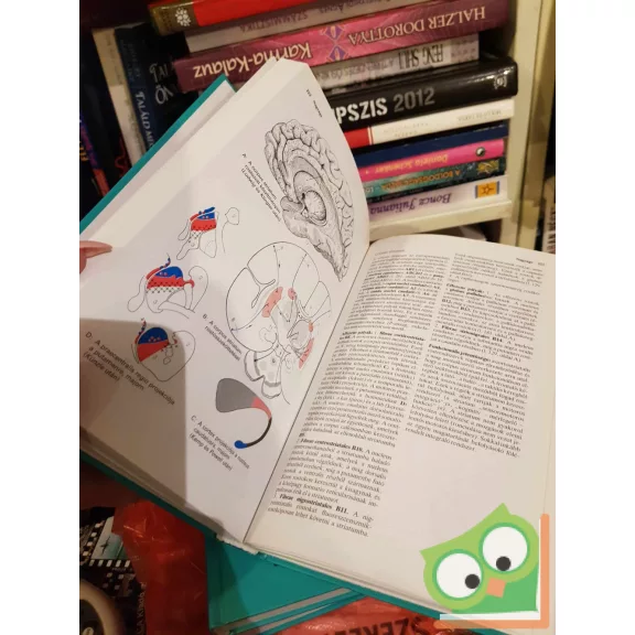 Anatómia I-III. (SH Atlasz) (nagyon ritka)