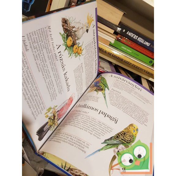 Arturo Arsuffi: Ausztrália és Óceánia állatvilága (A világ állatai)