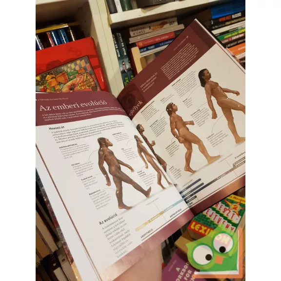 Koronczai-Fekete Viktória (szerk.): Az első emberek (A történelem nagy rejtélyei 14.)