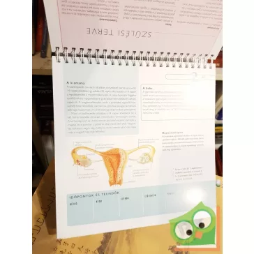 Jane MacDougall: Babavárás hétről hétre