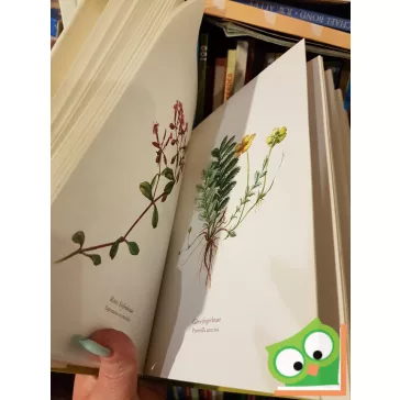 Ilsa Felsko: Blumenfibel  (Ritka!)