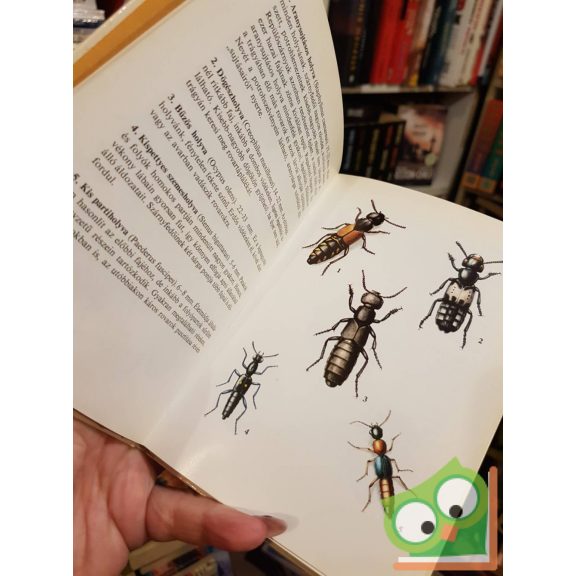 Endrődi Sebő: Bogarak (Búvár zsebkönyvek)