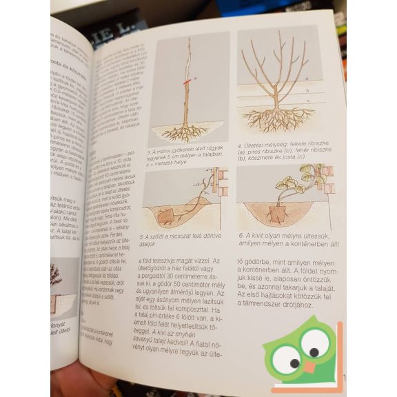 Christine Recht: Bogyós gyümölcsűek a házikertben