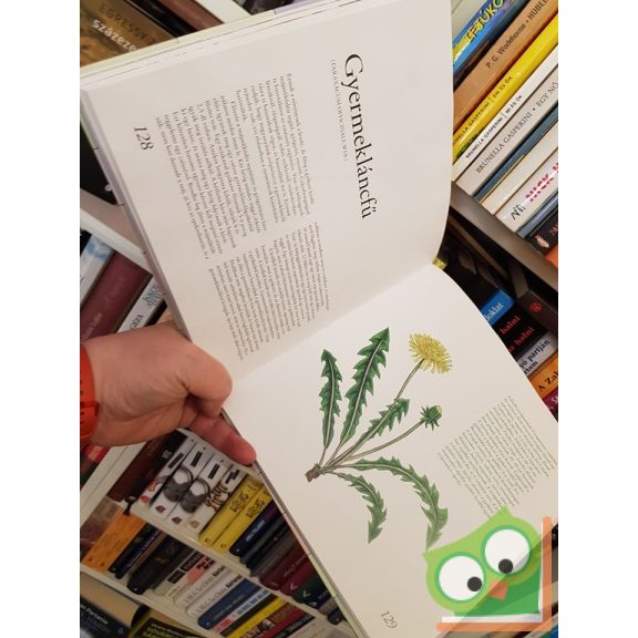 Szabó György, Lopes-Szabó Zsuzsa: A bükki füvesember gyógynövényei (Ritka)