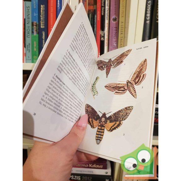 Kalmár Zoltán: Lepkék (Búvár zsebkönyv)