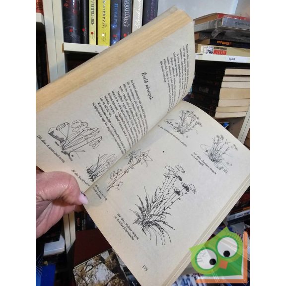 Oláh Sándor: A családi ház kertje