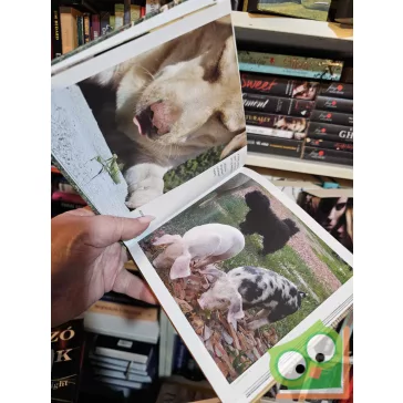 Szász Terézia: Ebnek lenni jó!