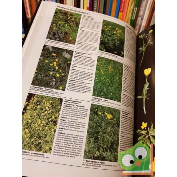 Jean-Denis Godet: Európa virágai