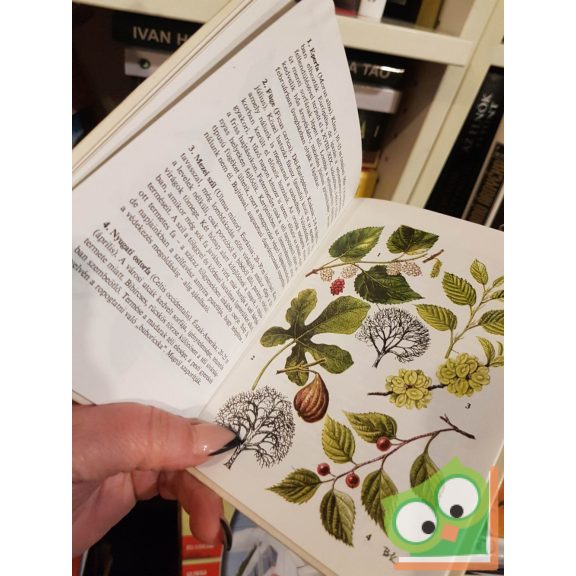 Debreczy Zsolt: Fák, bokrok (Búvár zsebkönyv)