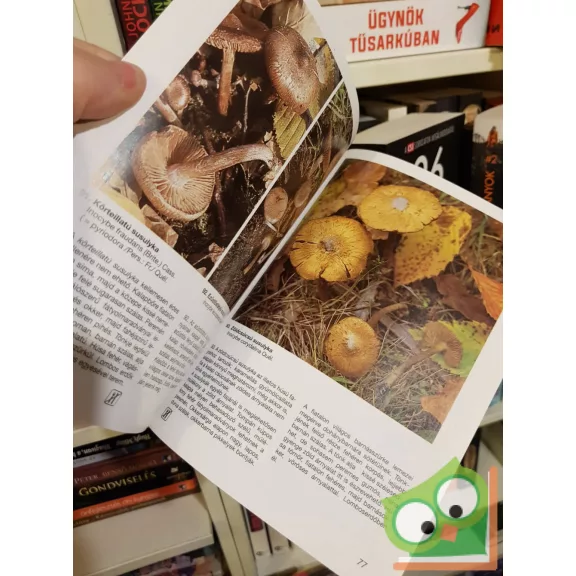 Rimóczi Imre: Gombaválogató 3.