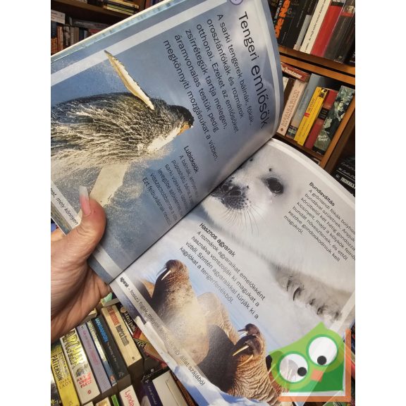 Margaret Hynes: Sarkvidékek