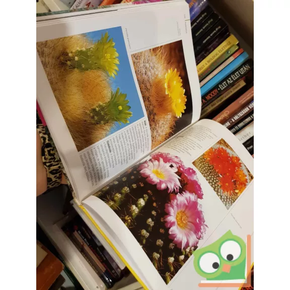 Elisabeth Manke: Kaktuszok - A legszebb fajok és gondozásuk