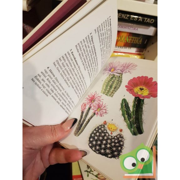 Agócsy Pál: Kaktuszok, pozsgások (Búvár zsebkönyvek)