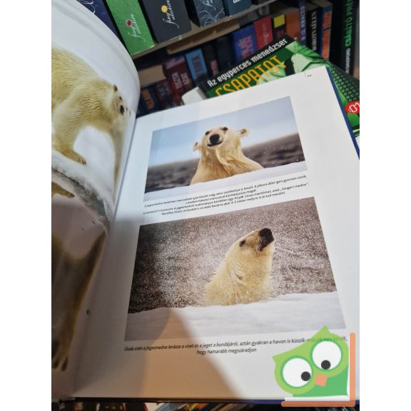 Linda Woolverton, Mose Richards, Kristin Gore: Ketten a jégen