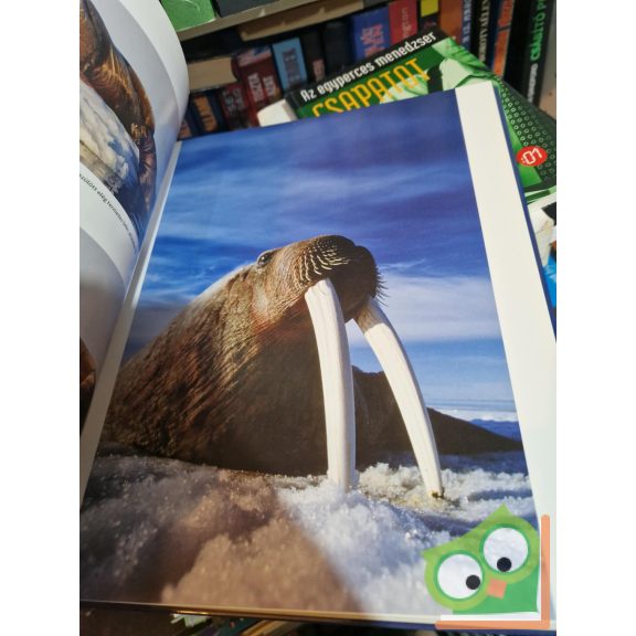 Linda Woolverton, Mose Richards, Kristin Gore: Ketten a jégen