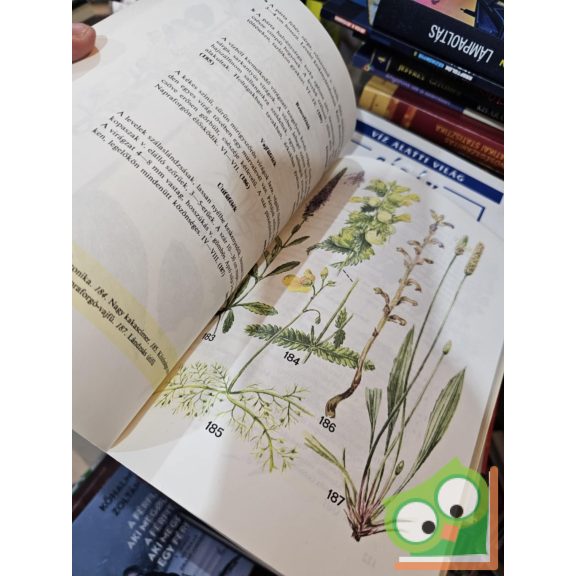 Simon Tibor, Csapody Vera: Kis növényhatározó