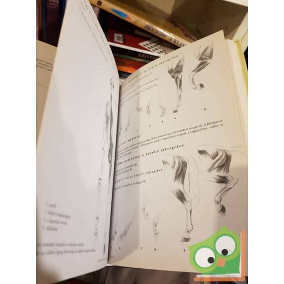 Fehér György, Szunyoghy András: Kis rajziskola