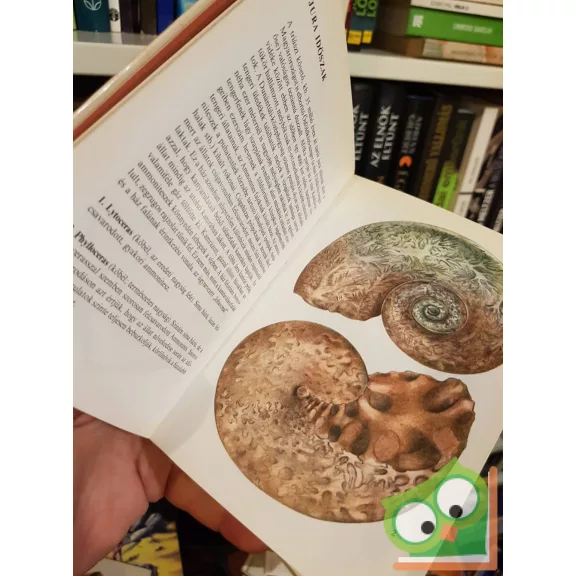 Scholz Gábor: Kövületek (Búvár zsebkönyvek)