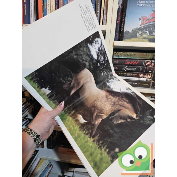 Tomáš Miček: Lóbeszéd