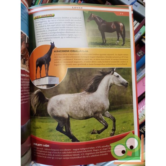 Lovak : Fajtatörténet, gondozás