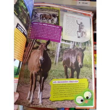 Fedezzük fel együtt - Lovak