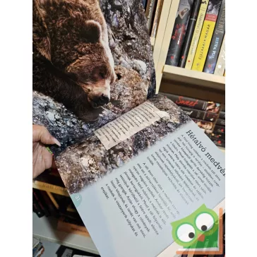 Catherine Lukas: Medvék (Szórakoztató állatvilág)