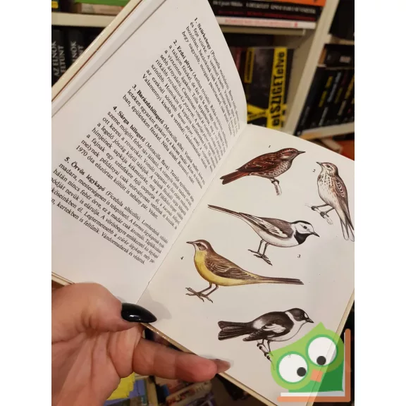 Keve András: Madarak (Búvár zsebkönyvek)