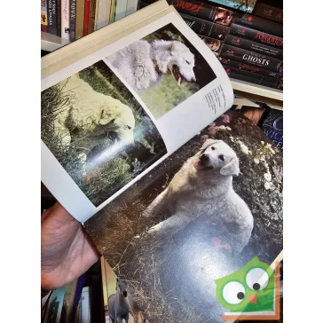 Ócsag, Sárkány: Magyar Kutyafajták