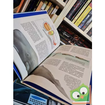 Petra Deimer: Bálnák és delfinek (Mi Micsoda 1.)