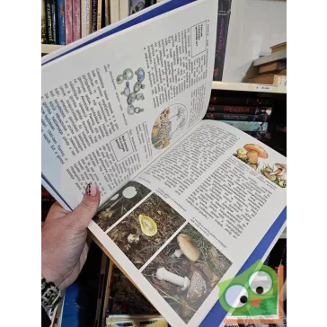   Andreas Zeugner: Gombák, mohák és harasztok (Mi Micsoda 25.)