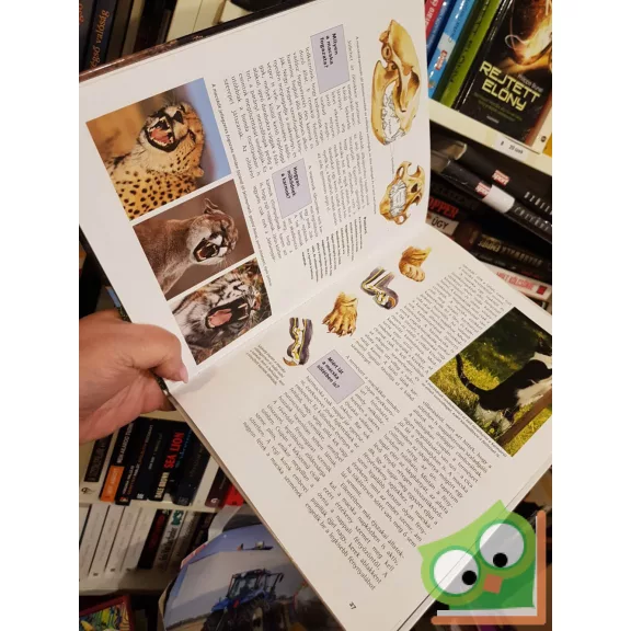 Rainer Köthe: Macskák (Mi Micsoda sorozat 14.)