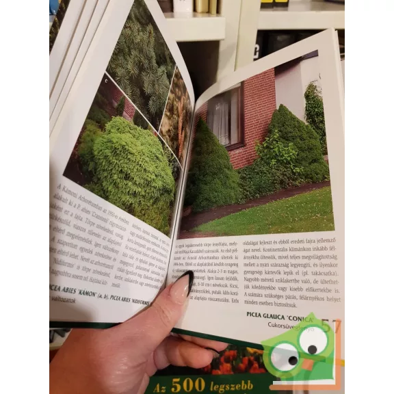 Orlóci László Örökzöldek és fenyők