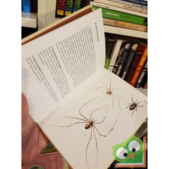 Szalkay József: Pókok, skorpiók (Búvár zsebkönyvek)