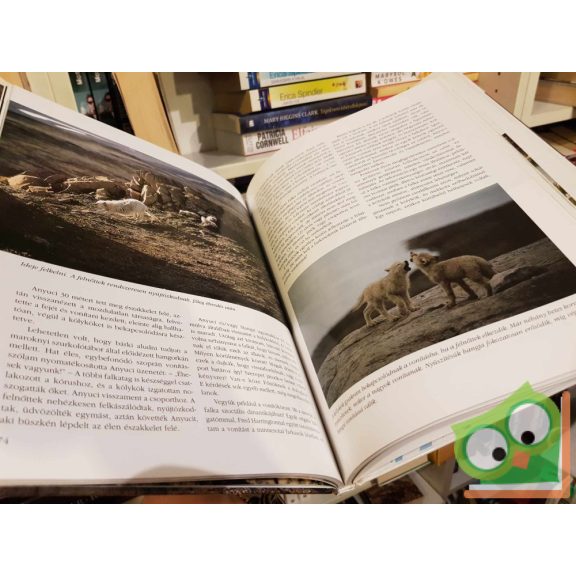 L. David Mech: A sarki farkas - Tíz éven át a falkával (ritka)