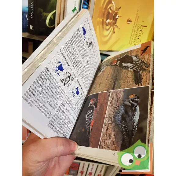 Frieder Sauer: Szárazföldi madarak (Természetkalauz sorozat)