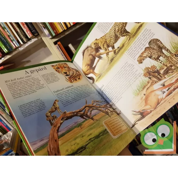 Arturo Arsuffi: A szavannák állatvilága