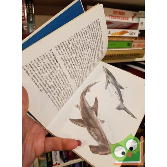 Pénzes Bethen: Tengeri állatok 2. (Búvár zsebkönyvek)