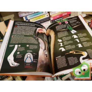   Ujhelyi Péter (szerk.): Madarak(Természettudományi enciklopédia 8.)